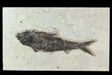 7.5" Fossil Fish (Knightia) - Green River Formation - #129721-1
